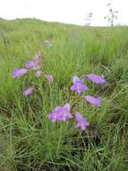 Image of Sonoran beardtongue