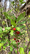 Plancia ëd Vaccinium calycinum Sm.