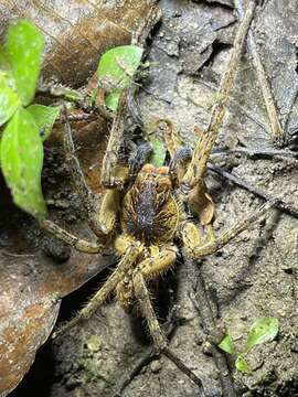 صورة Piloctenus