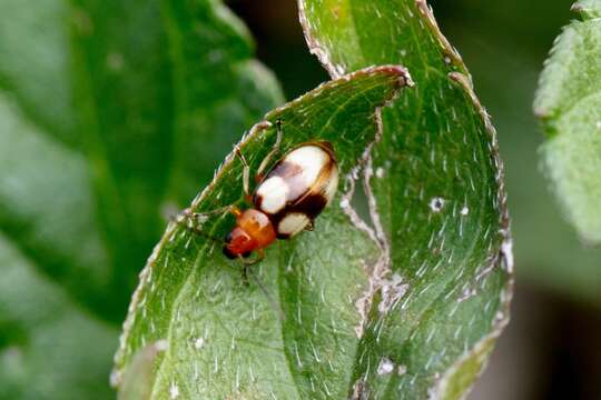 Image of <i>Monolepta signata</i>