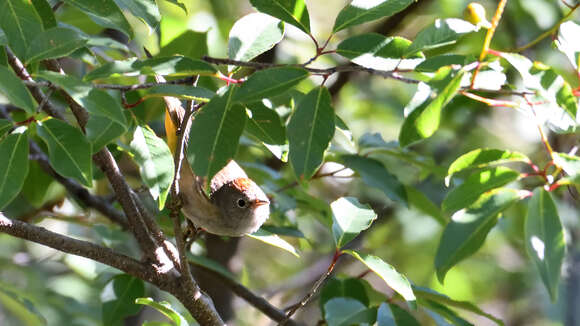 Image of Colima Warbler