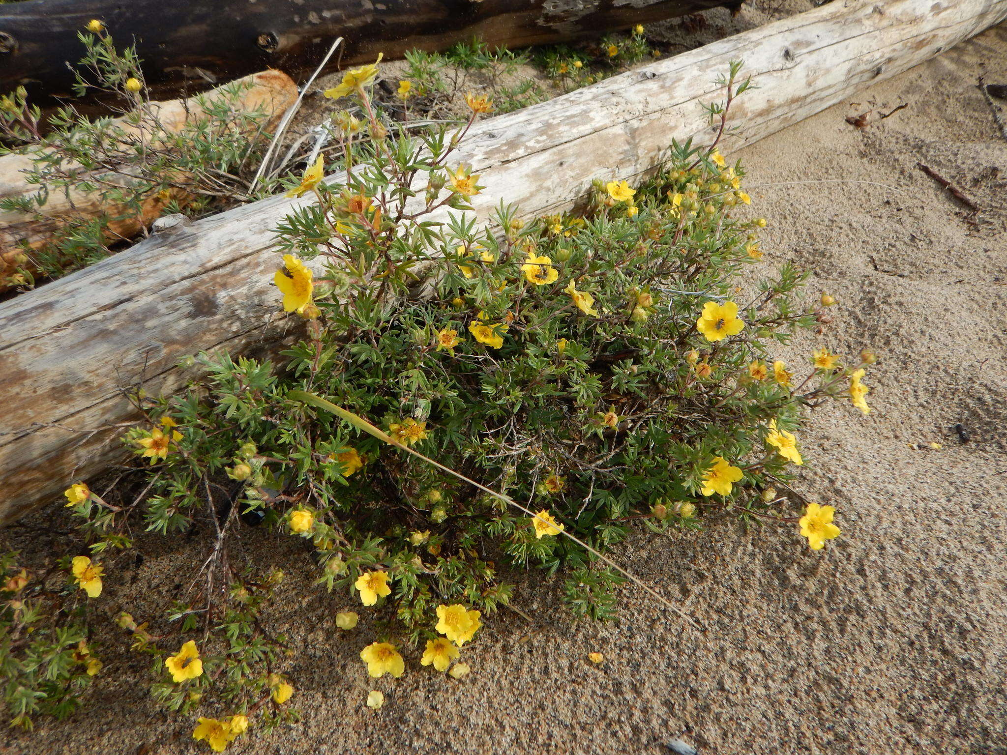 Image of Dasiphora fruticosa (L.) Rydb.