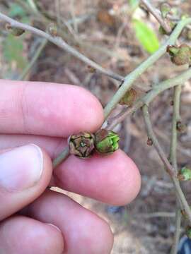 Image of Small-Flower Pawpaw