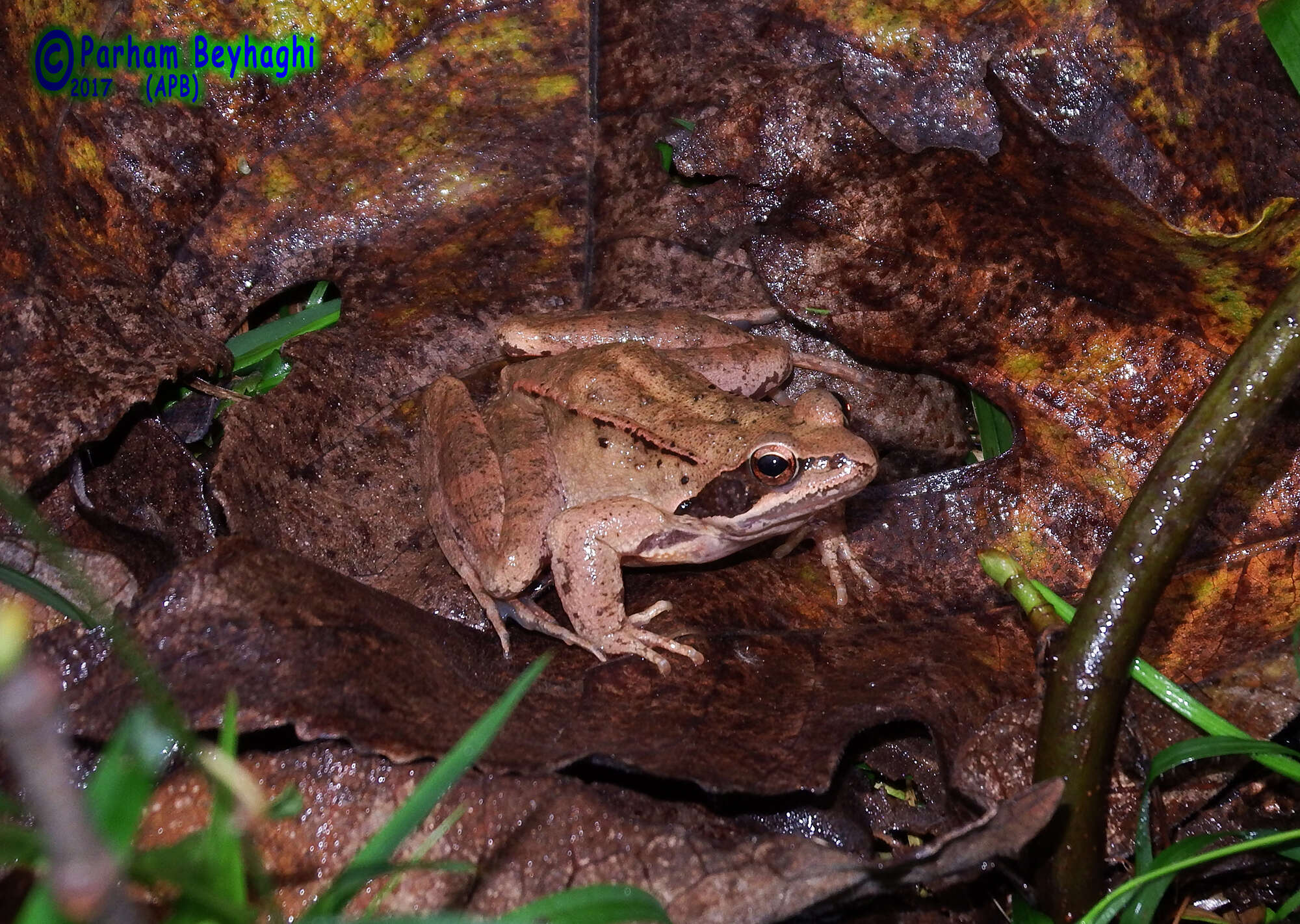 Image of Rana pseudodalmatina Eiselt & Schmidtler 1971