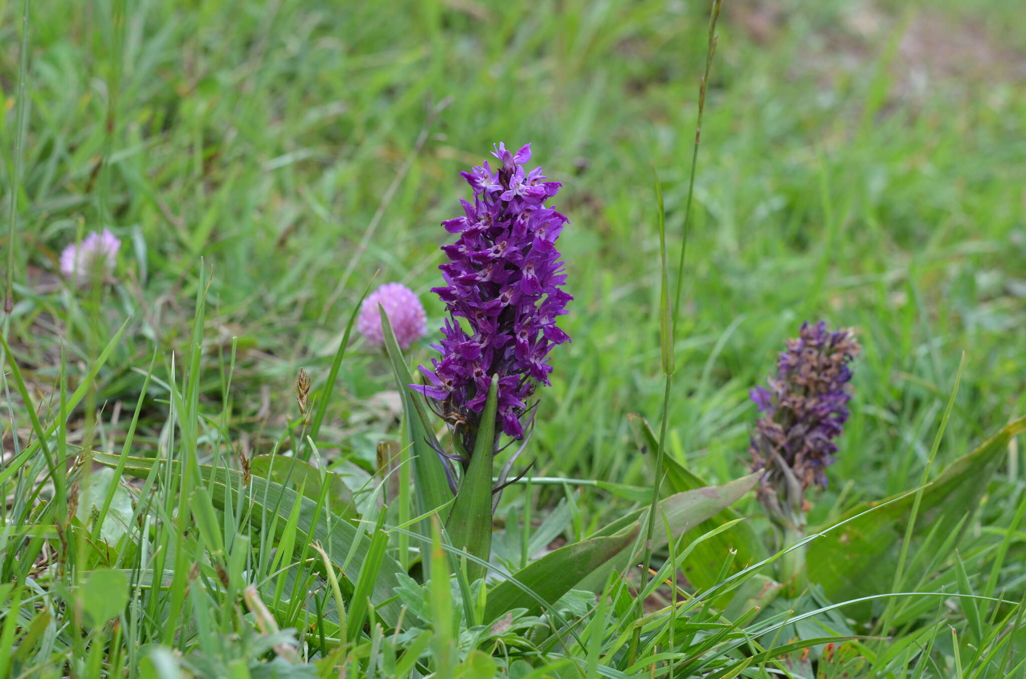 Imagem de Dactylorhiza umbrosa (Kar. & Kir.) Nevski