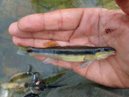 Image of Tangerine Darter