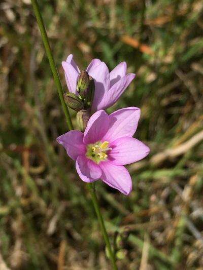 Image of Ixia orientalis L. Bolus