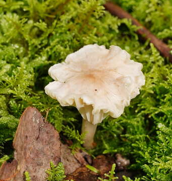 Image of Hygrocybe austropratensis A. M. Young 1999