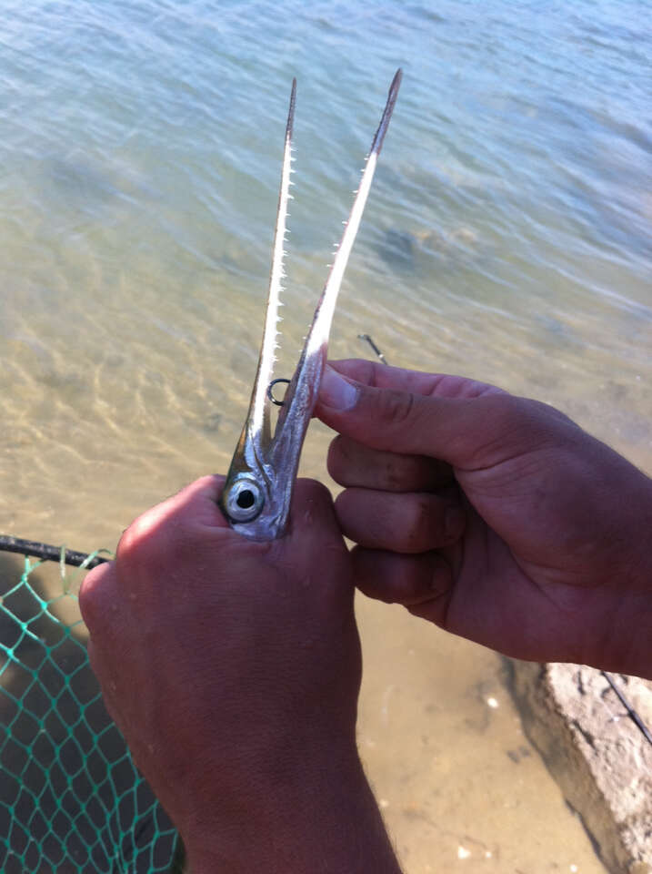 Image of California needlefish