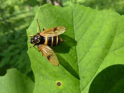 Image of Anacanthaspis bifasciata Roder 1889