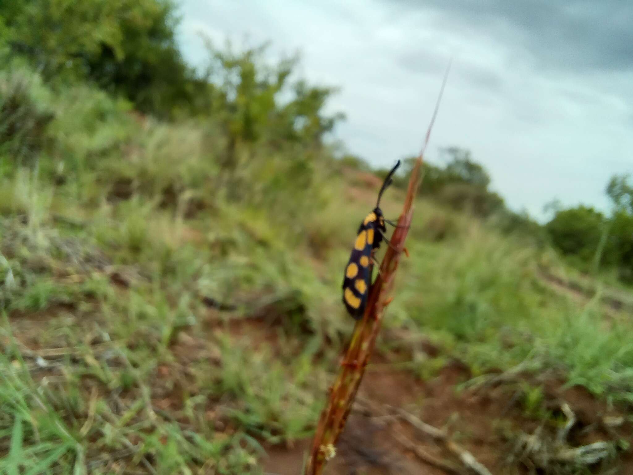 Image of Praezygaena agria Distant 1892