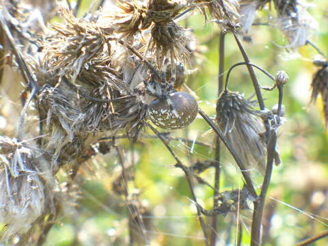 Image of Shamrock Orbweaver