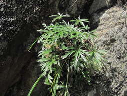 Image of Alchemilla sericea Willd.