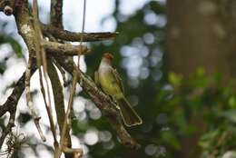 Image of Swainson's Flycatcher