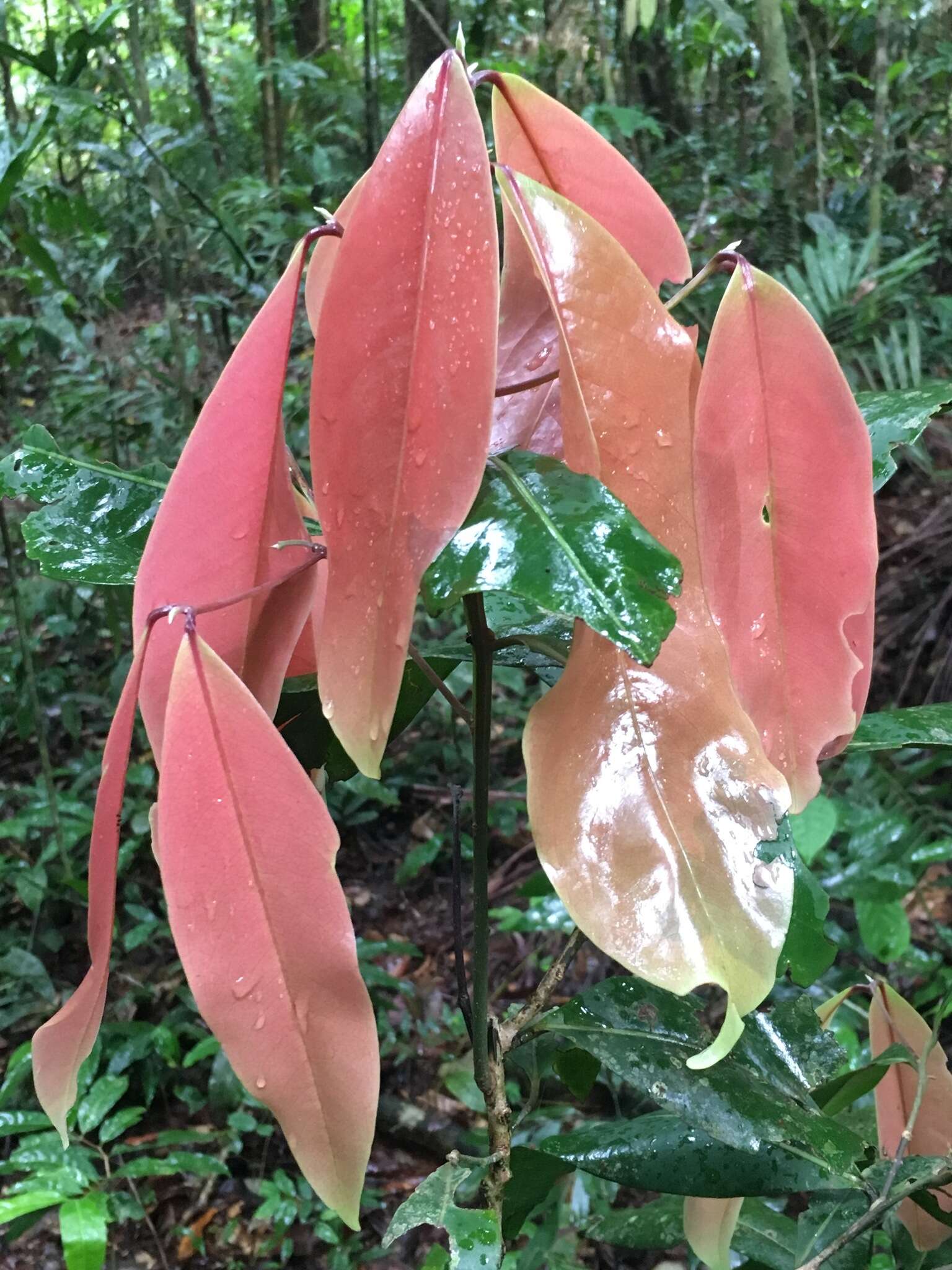 Image of Endiandra microneura C. T. White