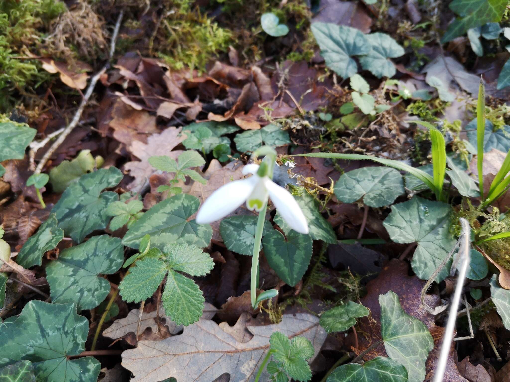 Image of Galanthus reginae-olgae Orph.