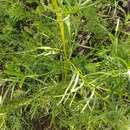 Image de <i>Artemisia <i>dracunculus</i></i> var. dracunculus