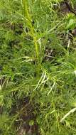 Image of <i>Artemisia <i>dracunculus</i></i> var. dracunculus