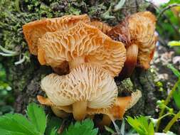 Image de Flammulina mexicana Redhead, Estrada & R. H. Petersen 2000