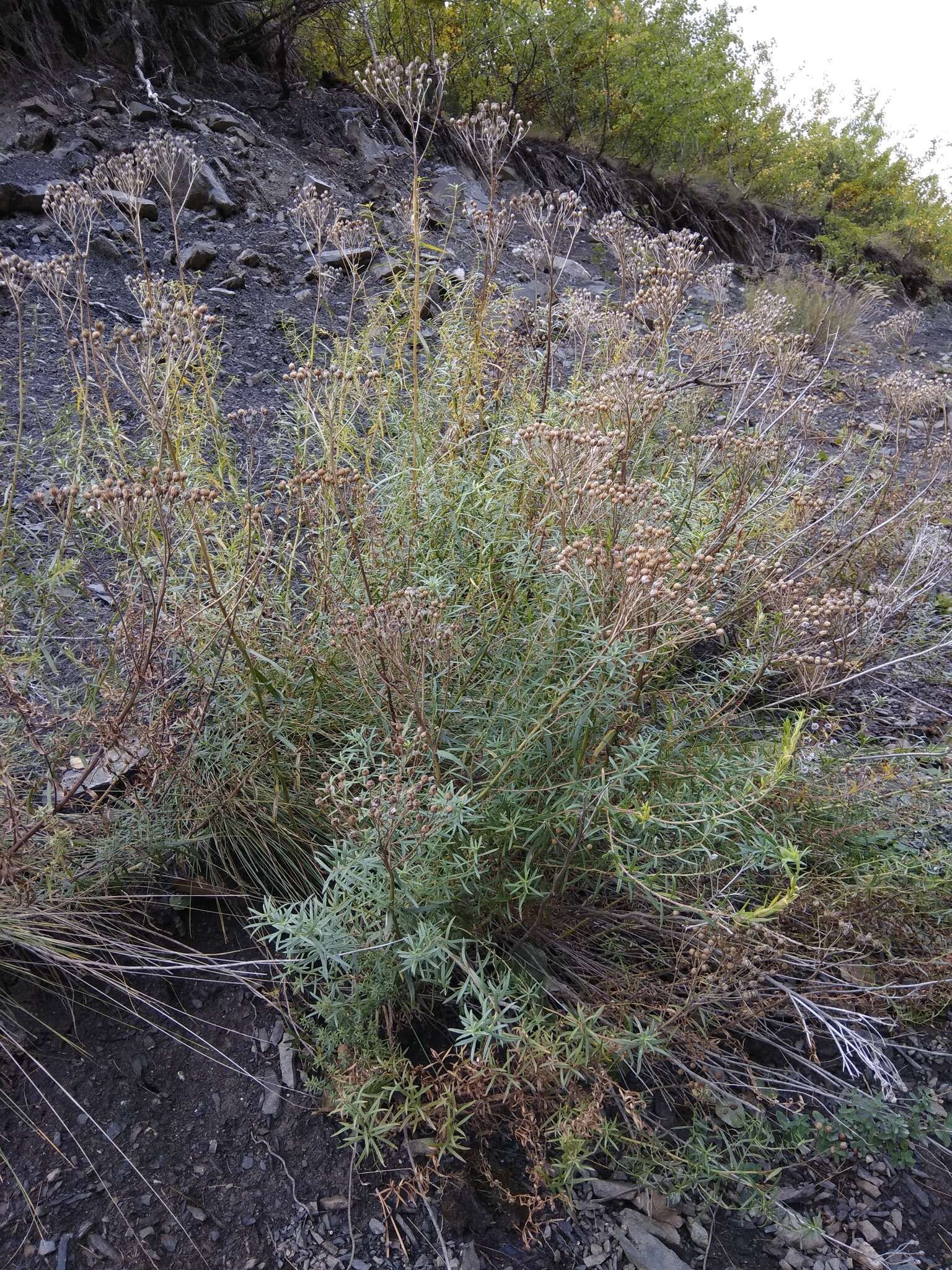 Sivun Achillea ptarmicifolia (Willd.) Rupr. ex Heimerl kuva