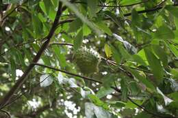 Image of soursop