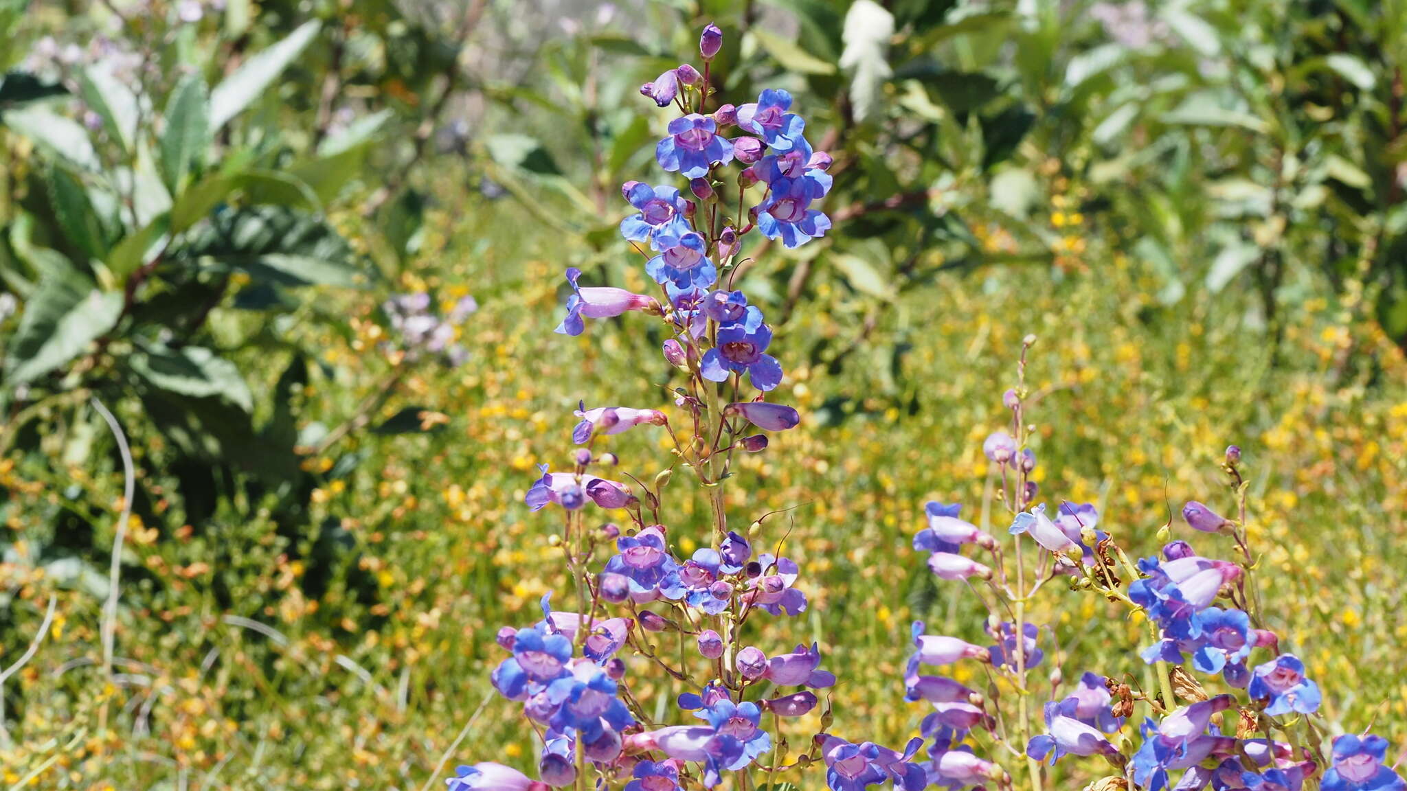 Слика од Penstemon spectabilis var. spectabilis