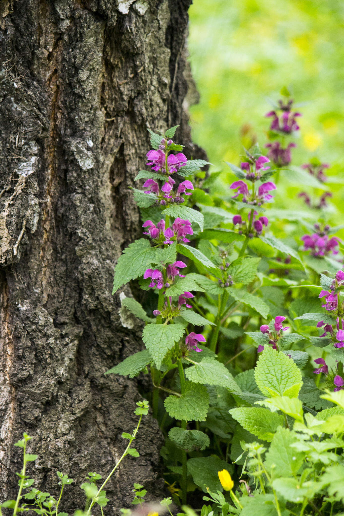 Image of spotted dead-nettle