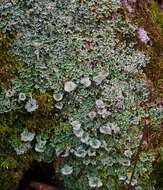 Image of cup lichen