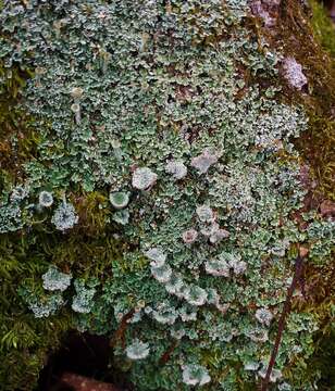 Image of cup lichen