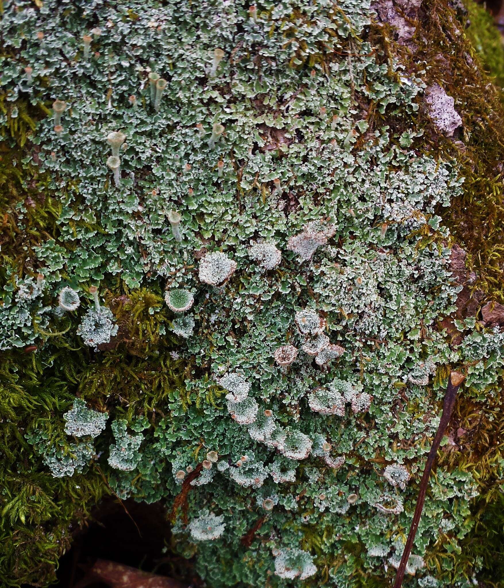 Image of cup lichen