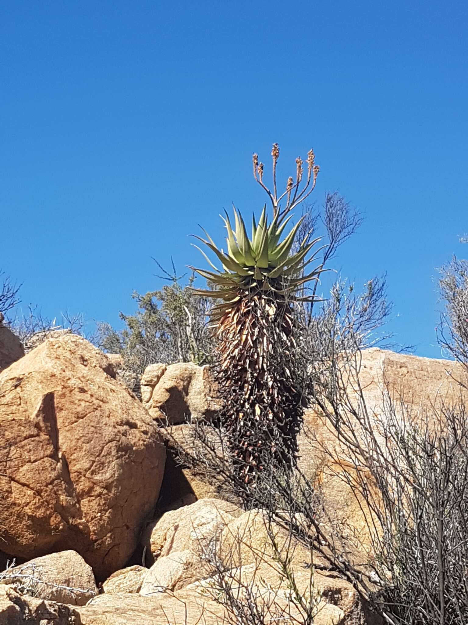 Image of Namaqua Aloe