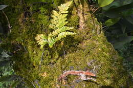 Image of black rabbitsfoot fern