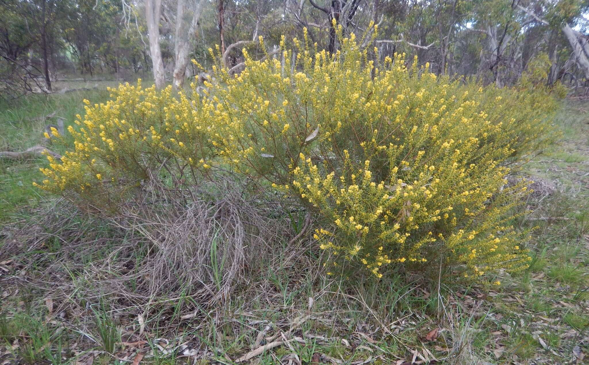 Image of Acacia enterocarpa R. V. Sm.