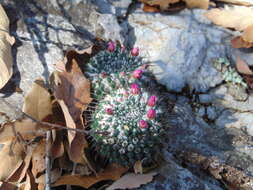 Mammillaria orcuttii Boed.的圖片