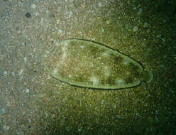 Image of Synapturichthys