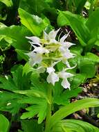 Image of Dactylorhiza aristata (Fisch. ex Lindl.) Soó