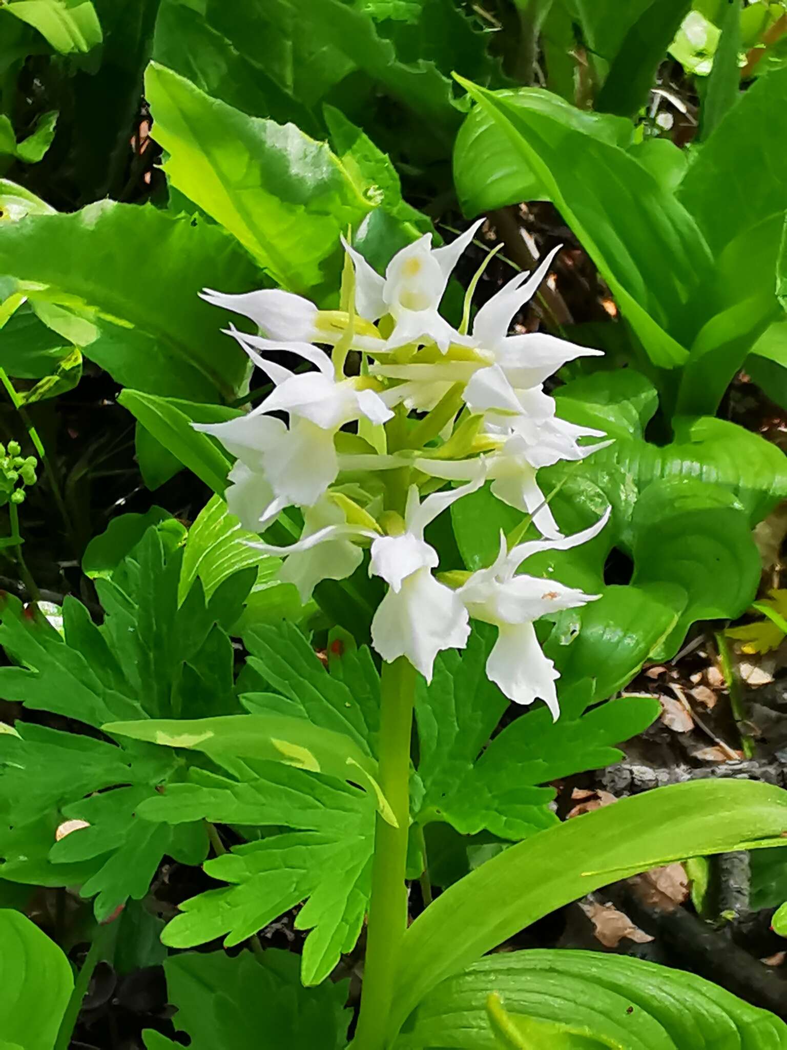 Image of Dactylorhiza aristata (Fisch. ex Lindl.) Soó