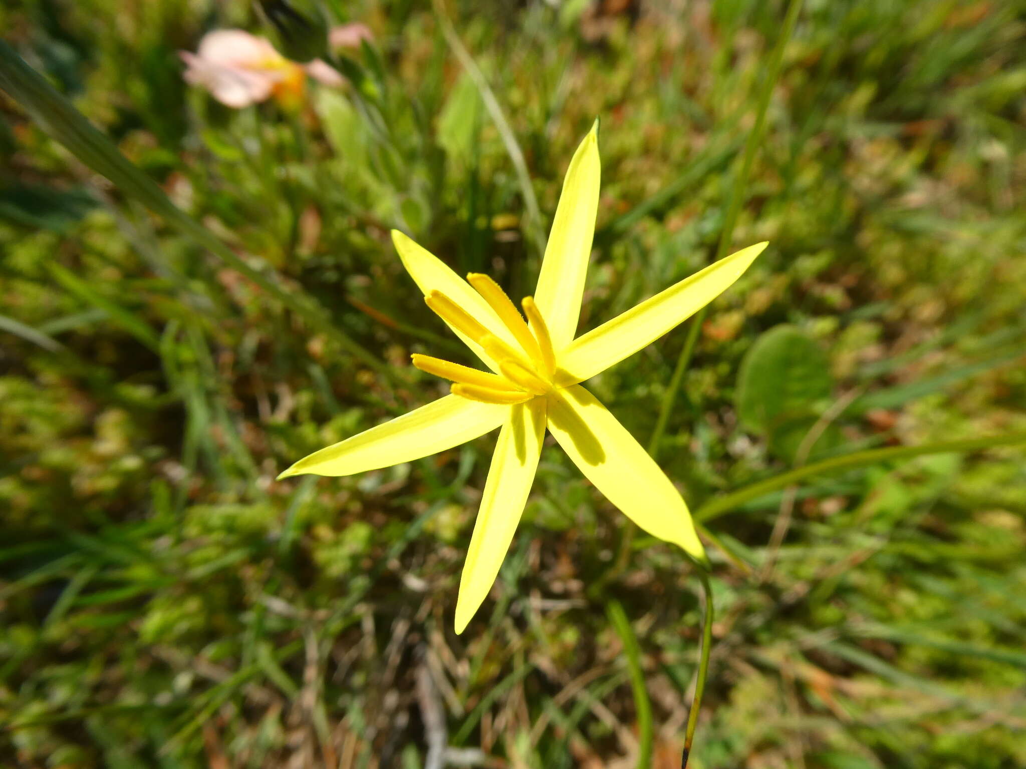 Image of Pauridia serrata (Thunb.) Snijman & Kocyan