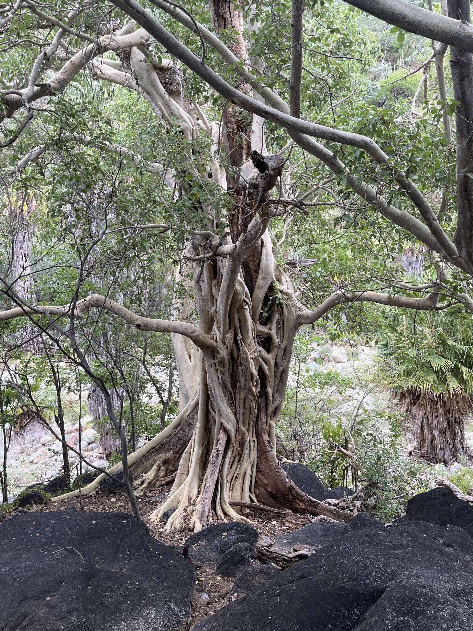 Image of Ficus petiolaris subsp. palmeri (S. Watson) Felger