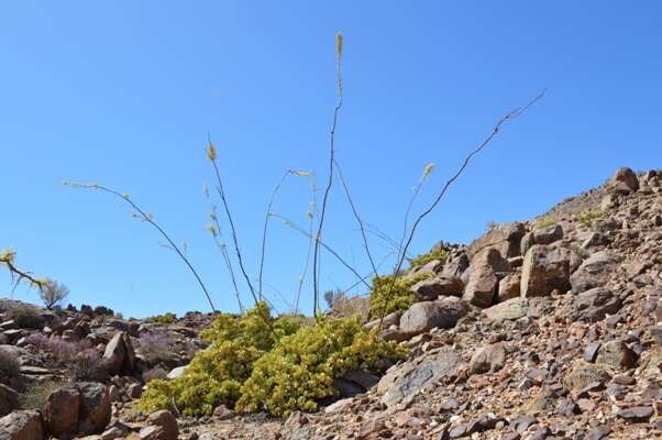 Image of Portulacaria armiana E. J. van Jaarsveld