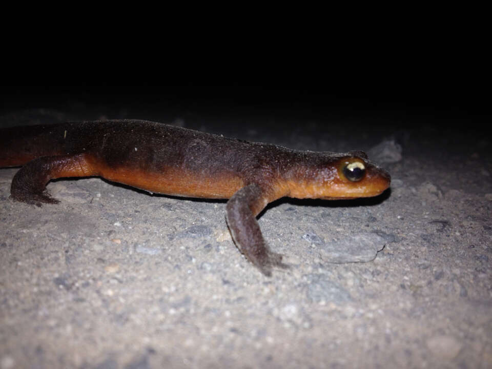 Image of Sierra newt