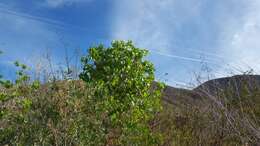 Image of Fremont cottonwood