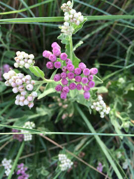 Image of sweetscent