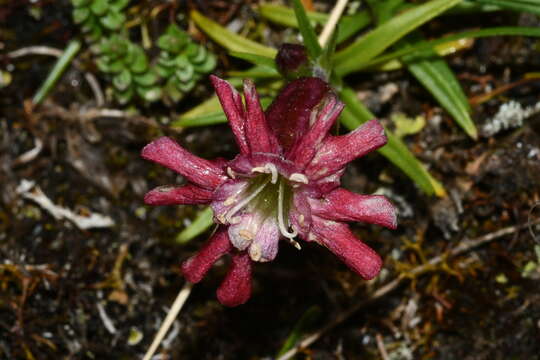 Слика од Silene morrisonmontana var. morrisonmontana