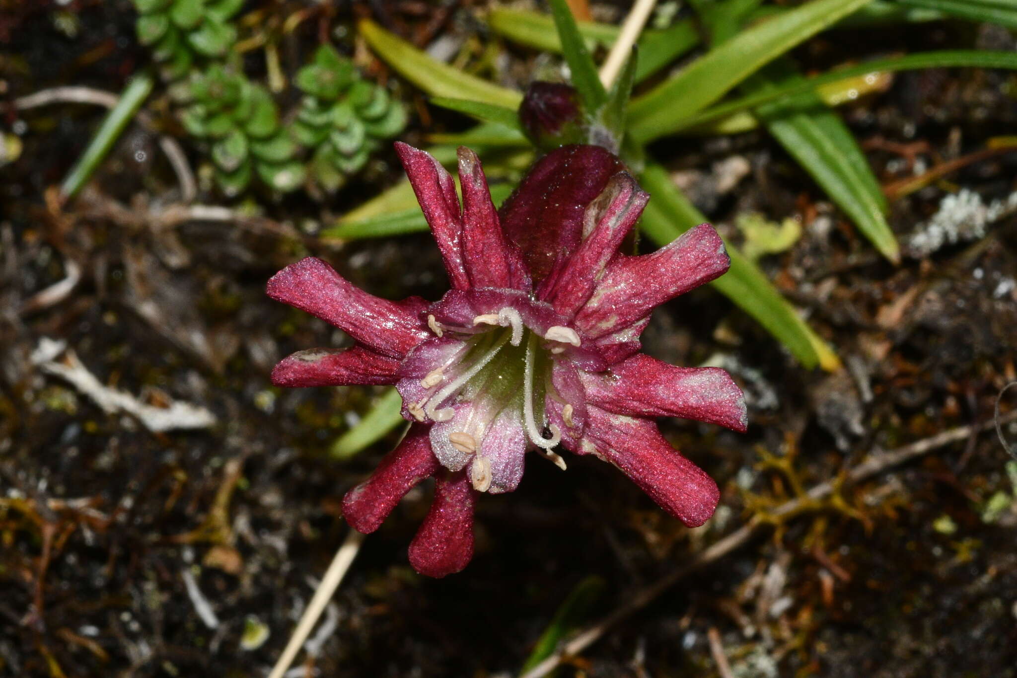 Слика од Silene morrisonmontana var. morrisonmontana