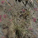 Image de Allium samurense Tscholok.