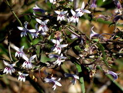 Image of Cyphia sylvatica var. sylvatica