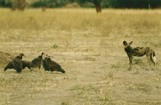 Image of African Hunting Dog