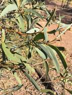 Image of Acacia harpophylla F. Muell. ex Benth.