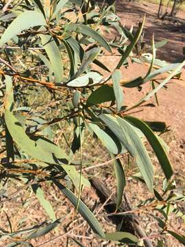 Image of Acacia harpophylla F. Muell. ex Benth.